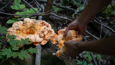 Doctor's urge folks to be wary of the mushrooms growing in their backyards following a cluster of poisonings. Mycologists hope people are cautious, but stay curious.