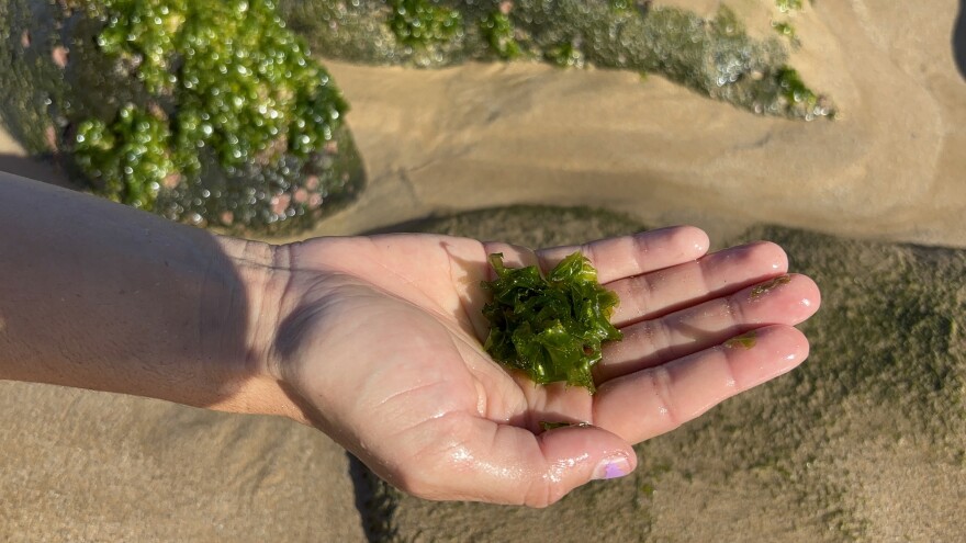 Hand-collected limu, or marine algae, from Charley Young Beach in Kīhei.
