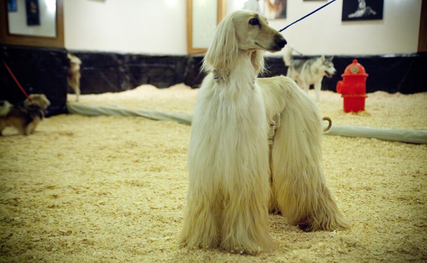 Hotel Pennsylvania in New York City is a favored destination for dogs attending the Westminster Kennel Club Dog Show, and the hotel has a number of perks just for these guests.