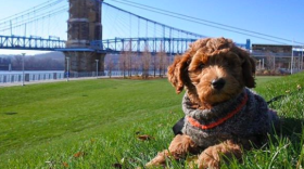cincinnati dog park