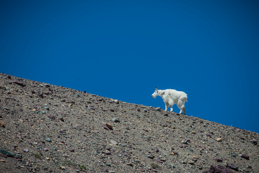 A mountain goat, the basis for the Backcountry.com logo