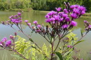 Ironweed and goldenrod by a pond.
