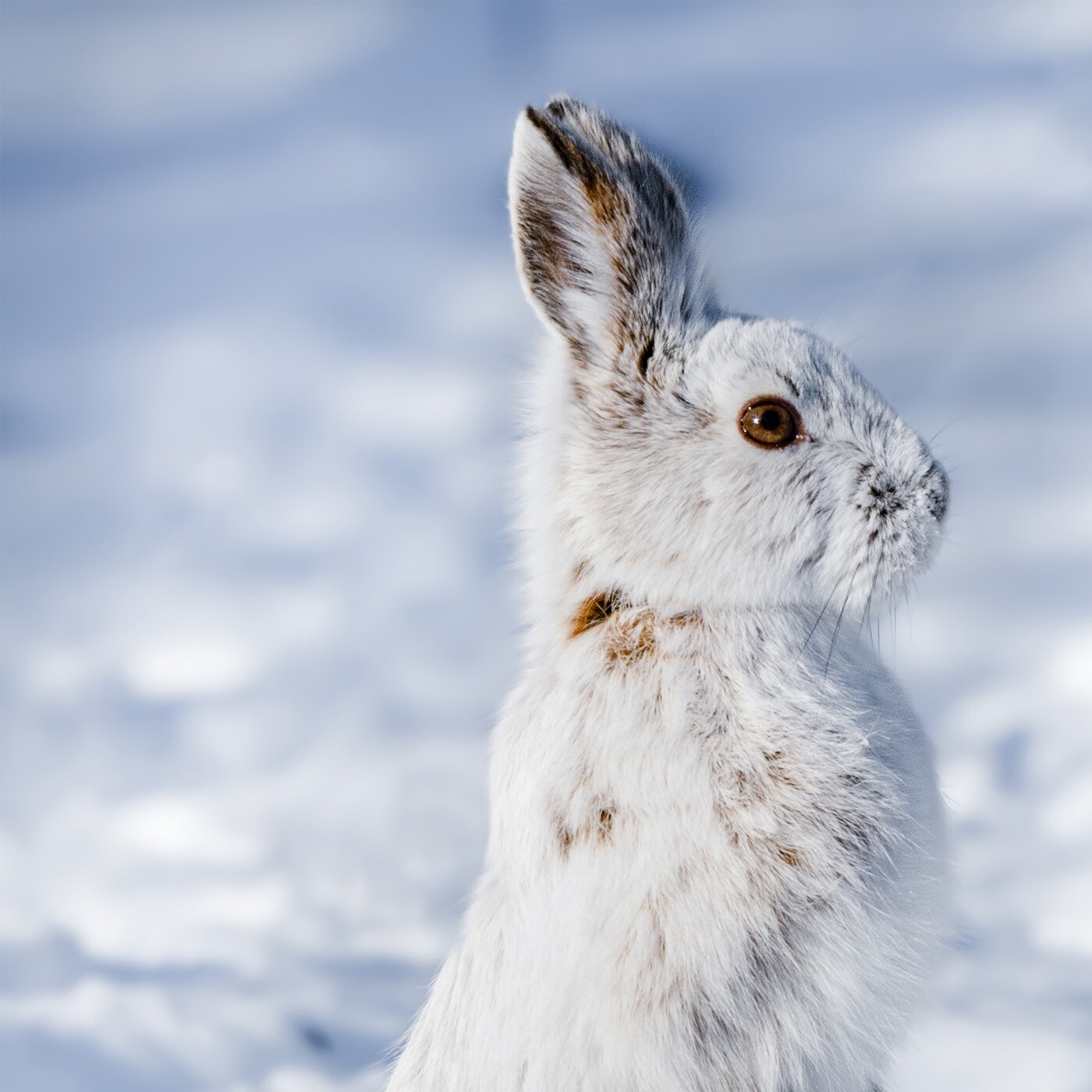 Seasonal camouflage and the consequences of transitioning color phase too early