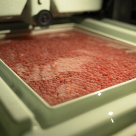 A tray of king salmon eggs sit in an incubation tray inside of Pillar Creek hatchery. The Kodiak Regional Aquaculture Association is raising king salmon spawned from wild Karluk River fish in hopes of saving the run.