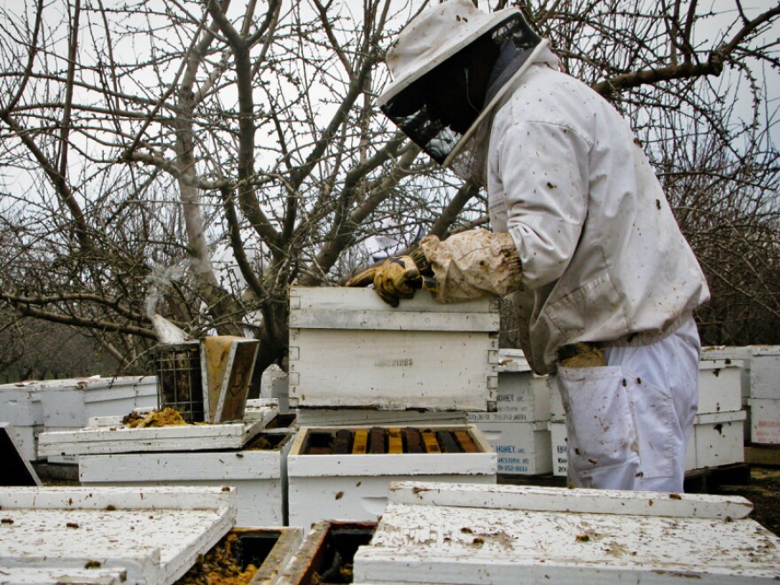 Workers unload beehives near Snelling, Calif. in preparation for the almond blossoms.