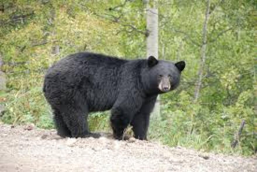 Black Bear in a forest