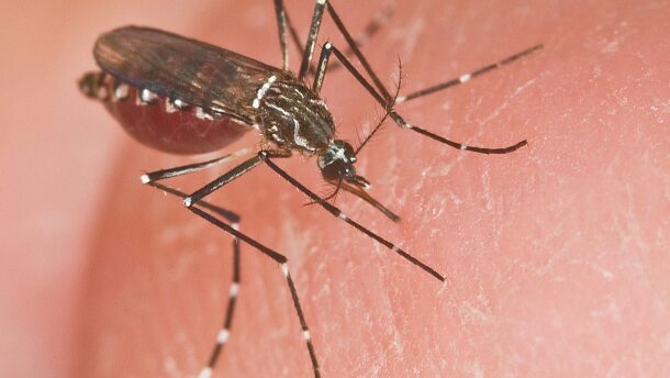 mosquito