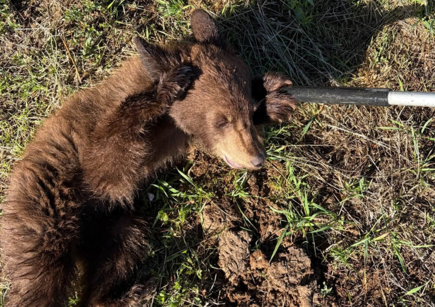 A bear cub was found near the Heber airport Sept. 23, 2026.
