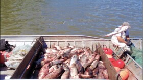Asian Carp Removed from the Illinois River near Morris, Illinois in 2015.