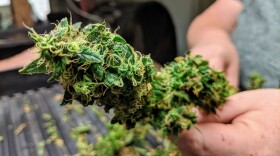 Industrial Hemp growing in Andover, Kansas at Tallgras Hemp and Cannabis. Photos taken 8/2/2019