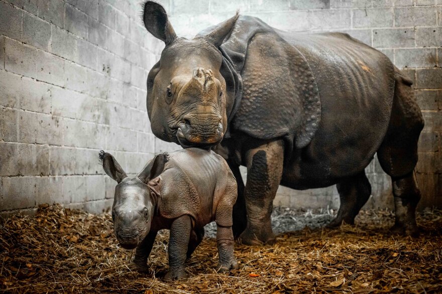 Mother rhino and baby on a straw ground