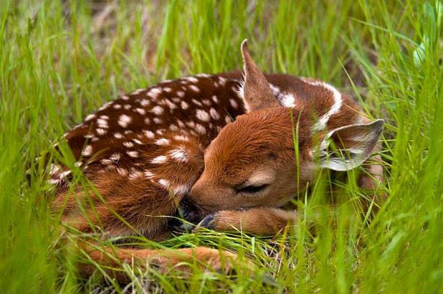 A newborn fawn taking a nap in some tall grass.