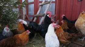 Stock photo of backyard chickens