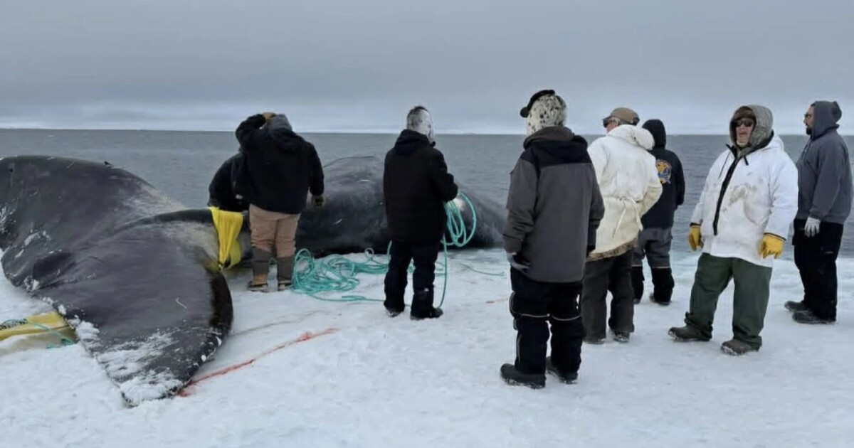 Spring whaling delays in the Arctic
