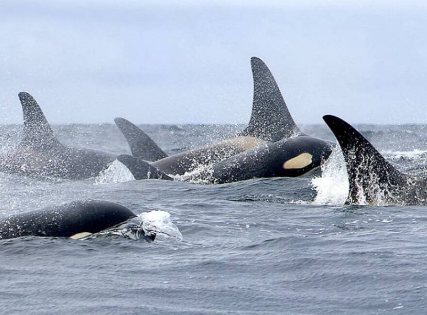 The population of endangered southern resident killer whales has dwindled to 76 individuals. A group of killer whales breech the water surface.