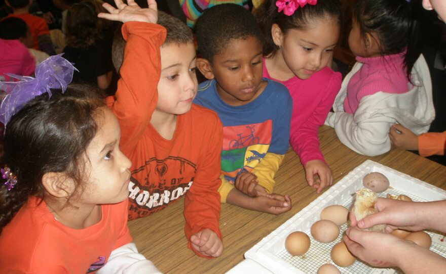 North Godwin students look at newly hatched chicks at its annual Harvest Festival.