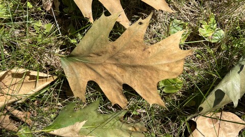 Monroe County's first known case of oak wilt was identified at a home in Greece. This photo, provided by the New York state Department of Environmental Conservation, shows the characteristic symptoms of oak wilt, including browned, wilted leaves. The infected oak tree leaves. The tree was removed to help prevent the spread of the fungal disease.