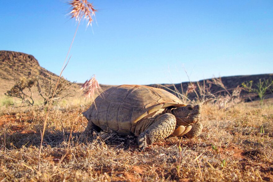 A desert tortoise in its native habitat in Washington County.