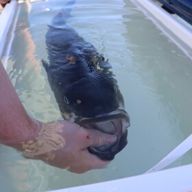 A striped bass briefly recovers from the procedure in a cooler.