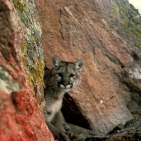 A mountain lion peeks around a wall of rocks, looking at the camera.