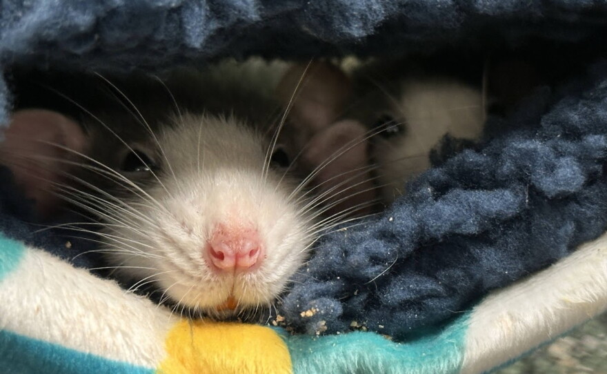 Various rats in cages, woman overseeing their care. 