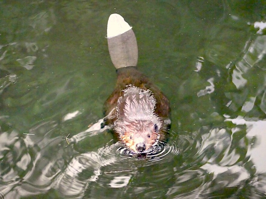 An American beaver stares at the camera while floating in water.