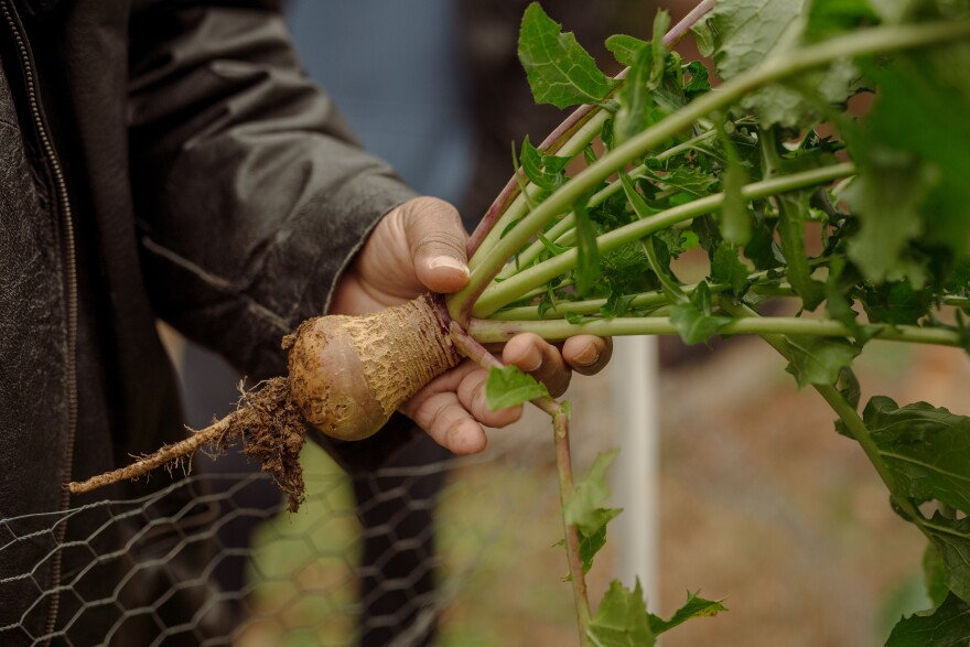 Chris Battle holds a ripe turnip after a Sunday morning service at his Battlefield Farm & Gardens in Knoxville, Tenn.