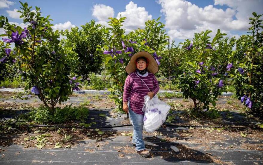 Martha Lopez, 37, looks on while working at a farm on Friday, April 21, 2023, in Homestead, Fla.