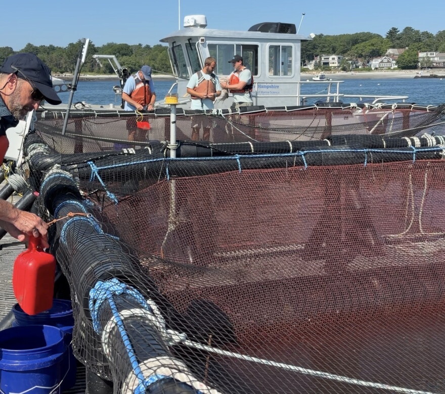 The UNH AquaFort team take a fishing boat from a pier off New Castle to the AquaFort, where they feed the steelhead trout. 