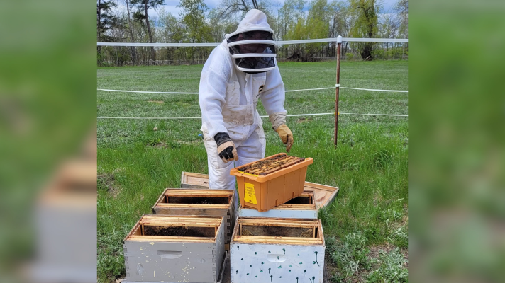Pat Montague installs nuclear bee hive colonies in the spring to replace hives that did not make it through the winter at Bee'n Happy Farms. He wears a beekeeping suit and is reaching for a container of bees that will be placed into the hive boxes.