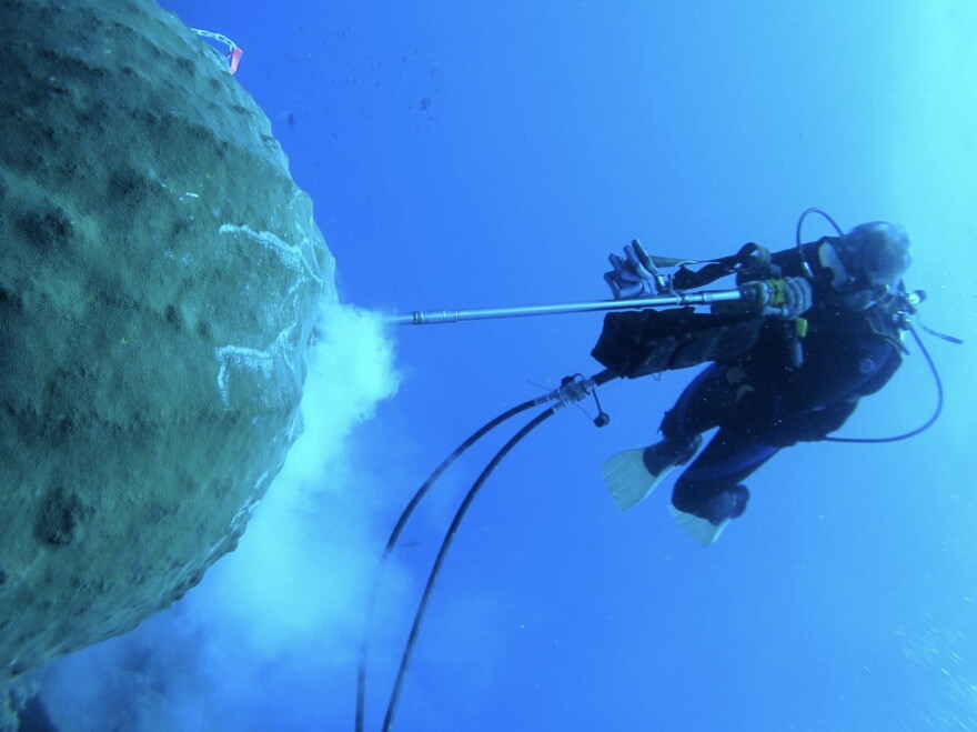 A scuba diver takes a core sample of coral from a reef in Flower Garden Banks National Marine Sanctuary.