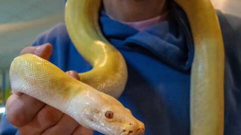 A man holding a yellow snake, with its body wrapped around the back of his neck.