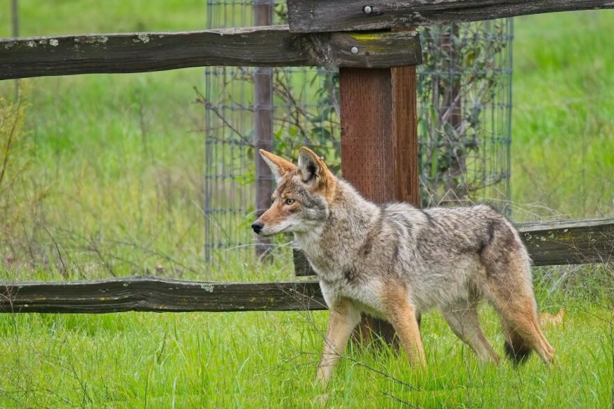 A coyote in a park in Santa Clara County, California.