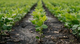 Acres of soybeans sprout at the Johnson family farm on Thursday, June 18, 2026, in Rankin, Illinois.