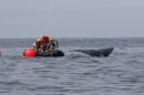 Whale entanglement responders attach buoys to slow a humpback whale off the Oregon coast July 24 during their first attempt to free it from derelict fishing gear. The buoys were attached to a loose piece of rope the whale was dragging but then removed when responders could not lift the fishing gear.