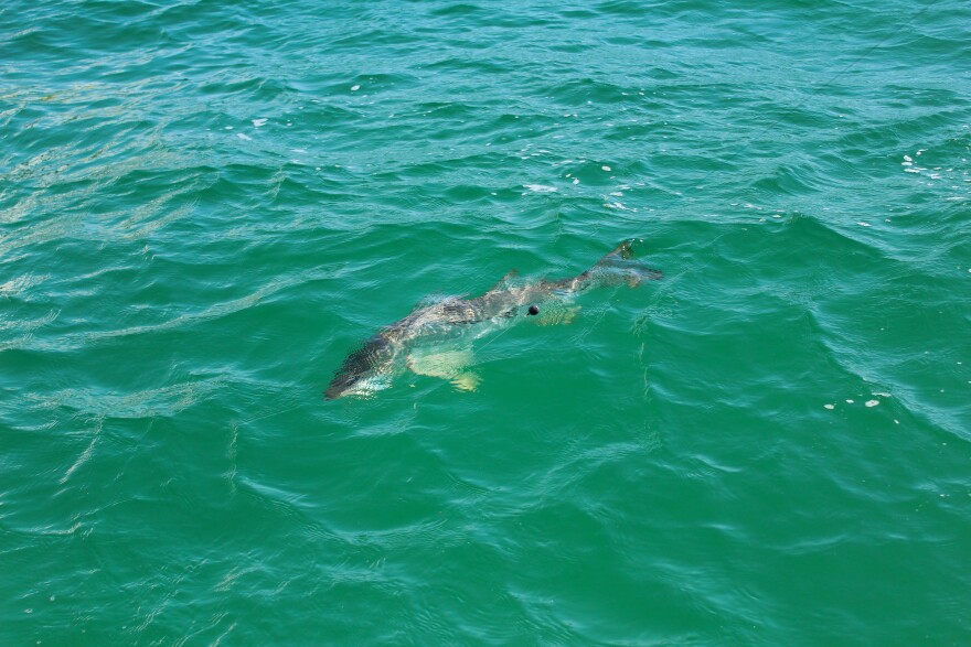 A snook just beneath the water's surface off Cedar Key, Florida. (Rylan DiGiacomo-Rapp/WUFT News)