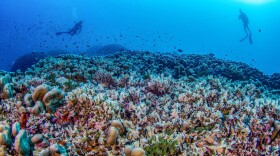 Divers from National Geographic Pristine Seas measure the world's largest coral colony in the Solomon Islands.