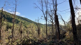 Tree debris along the side of the road