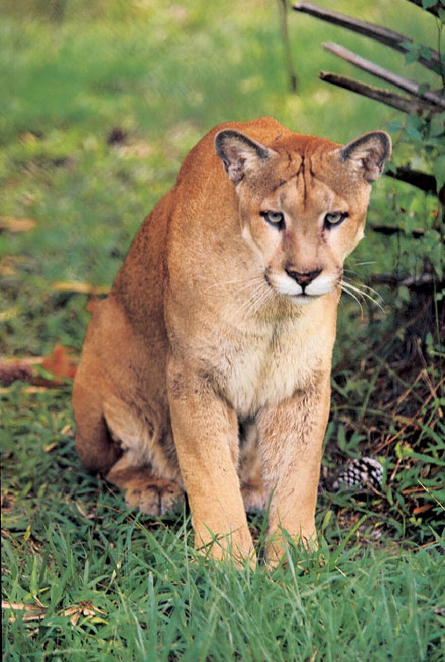 Crowded Florida Panthers May Find New Home In Central Florida | WFSU News