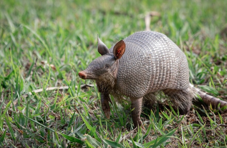 Nine-banded Armadillo (Dasypus novemcinctus). Atlantic Forest, São Paulo state.