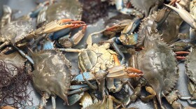 Blue crabs from the Lynnhaven River in Virginia Beach in May 2025.