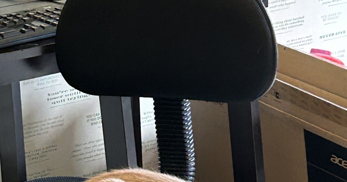 New furry friend in the family? Here are some holiday dos and don'ts for your cat or dog