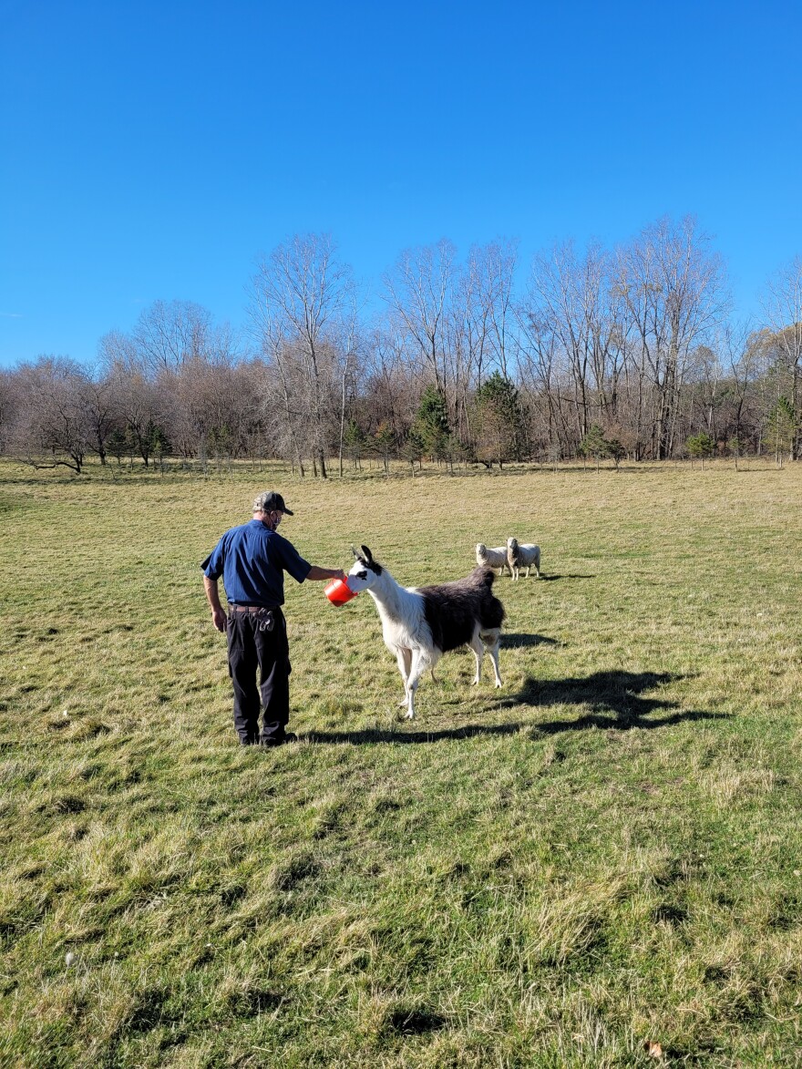 Man feeding llama with a bucket of treats with a few sheep watching