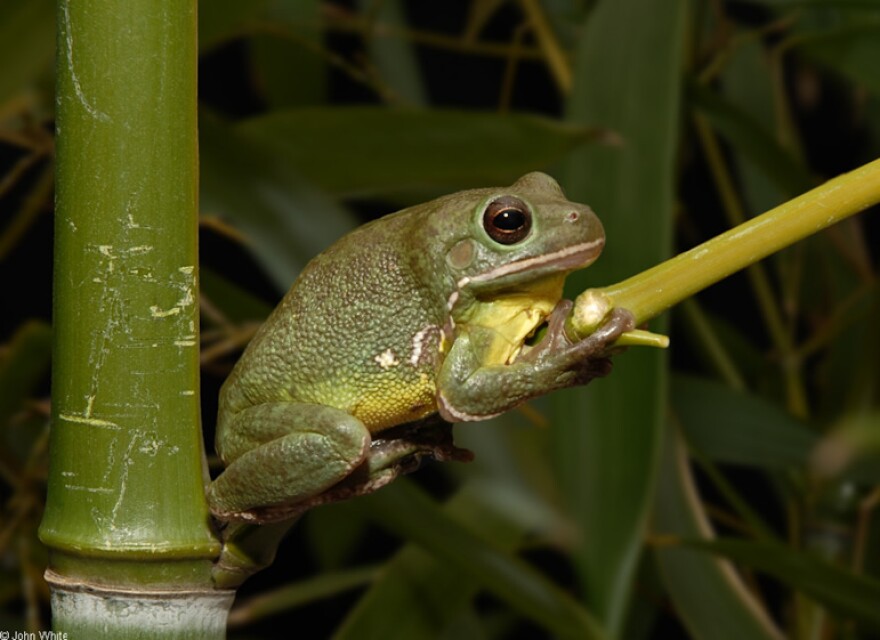 A Barking Tree Frog