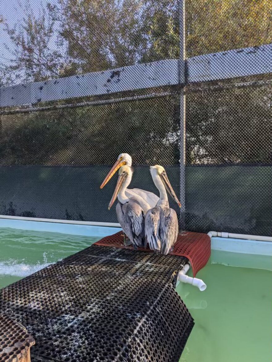 Pelican Whitey (back) recovers at the International Bird Rescue aviary in Fairfield, Calif., on Dec. 4, 2024.