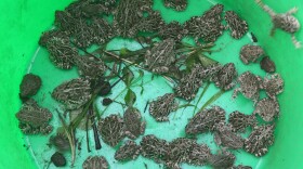 Great Plains toads and Woodhouse's toads collected in the Missouri River floodplain. Missouri Department of Conservation biologists measured and weighed the animals after populations surged this spring.