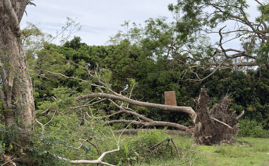 A downed tree that probably fell when Hurricane Lala impacted Hawaiʻi Island earlier in the month is seen along Hawaiʻi Belt Road on Friday, Sept. 25, as residents and visitors brace for Hurricane Nolo.