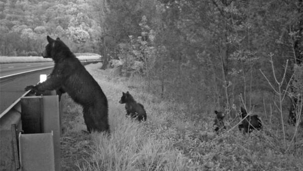 Supporters hope special fencing and underpasses will prevent traffic accidents and save wildlife.