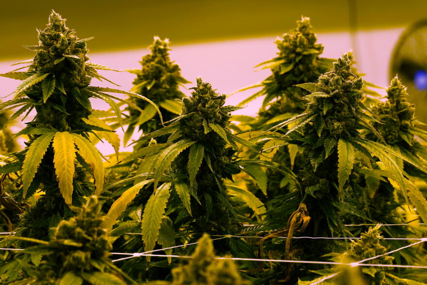 Close up view of marijuana plants growing under lighting that gives them a yellowish cast