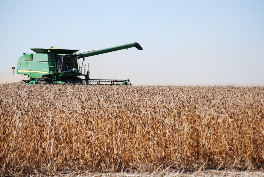 A combine harvesting a field of soybeans